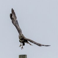 Buzzard Millington