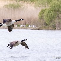 Canada Goose Marbury Country Park