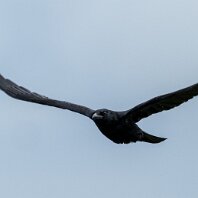Carrion Crow Rostherne