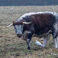 Cattle Egret & English Longhorn Cattle RSPB Martin Mere