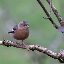 Chaffinch Rostherne