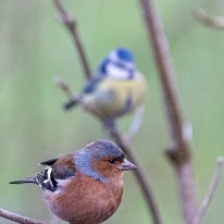 Chaffinch Rostherne