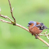 Chaffinch Rostherne