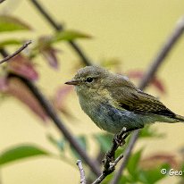 Chiffchaff Rostherne