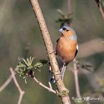 Chaffinch Rostherne