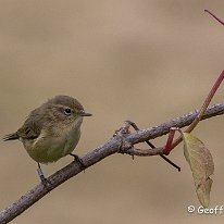 CHiffchaff Rostherne