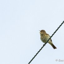 Chiffchaff Millington