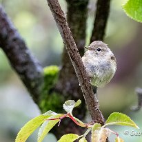 Chiffchaff Rostherne