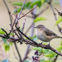 Chiffchaff Rostherne