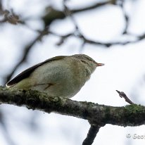 Chiffchaff Millington