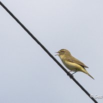 Chiffchaff Plumley