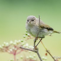 Chiffchaff Rostherne