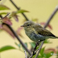 Chiffchaff Rostherne