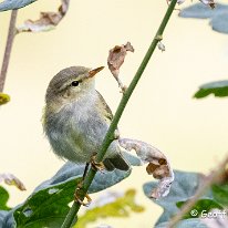 Chiffchaff Rostherne