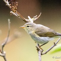 Chiffchaff Rostherne