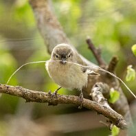 Chiffchaff Rostherne