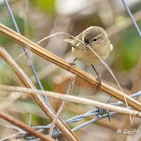 Chiffchaff Rostherne