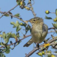 Chiffchaff Millington