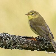 Chiffchaff Rostherne