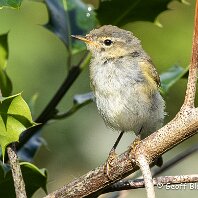 Chiffchaff Rostherne