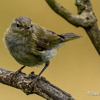 Chiffchaff Rostherne