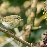 Chiffchaff Rostherne