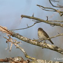 Chiffchaff Moore Nature Reserve