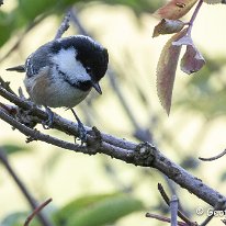 Coal Tit Rostherne