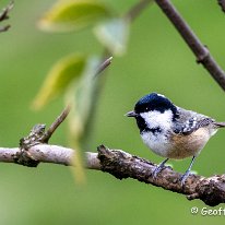 Coal Tit Rostherne