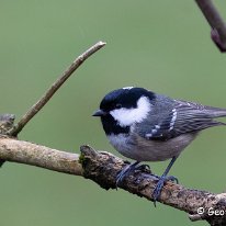 Coal Tit Rostherne