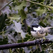 Coal Tit Rostherne