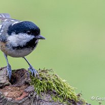 Coal Tit Rostherne