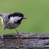 Coal Tit Rostherne