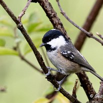 Coal Tit Rostherne