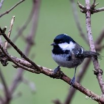 Coal Tit Rostherne