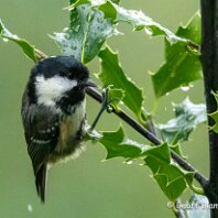 Coal Tit Rostherne