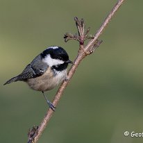 Coal Tit Rostherne