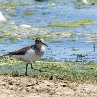Common Sandpiper Belvide Reseerve
