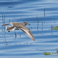 Common Sandpiper Belvide Reseerve
