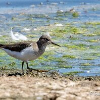 Common Sandpiper Belvide Reseerve