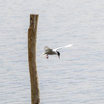 Common Tern RSPB Old Moore