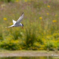 Common Tern RSPB Old Moore