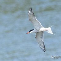 Common Tern RSPB Fairburn Ings