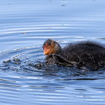 Coot Moore Nature Reserve