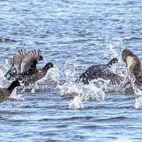 Coot Leighton Moss