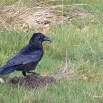 Crow Rostherne