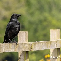 Crow Millington