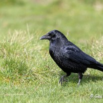 Carrion Crow Tatton Park