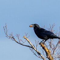 Carrion Crow Rostherne