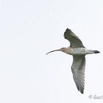 Curlew Plumley